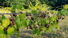 red muscadines gettn ripe.gif